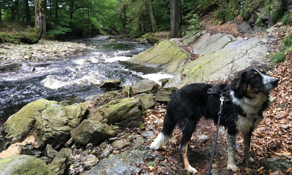 Mein Hund Mozart vor einer engen Passage am Flussufer